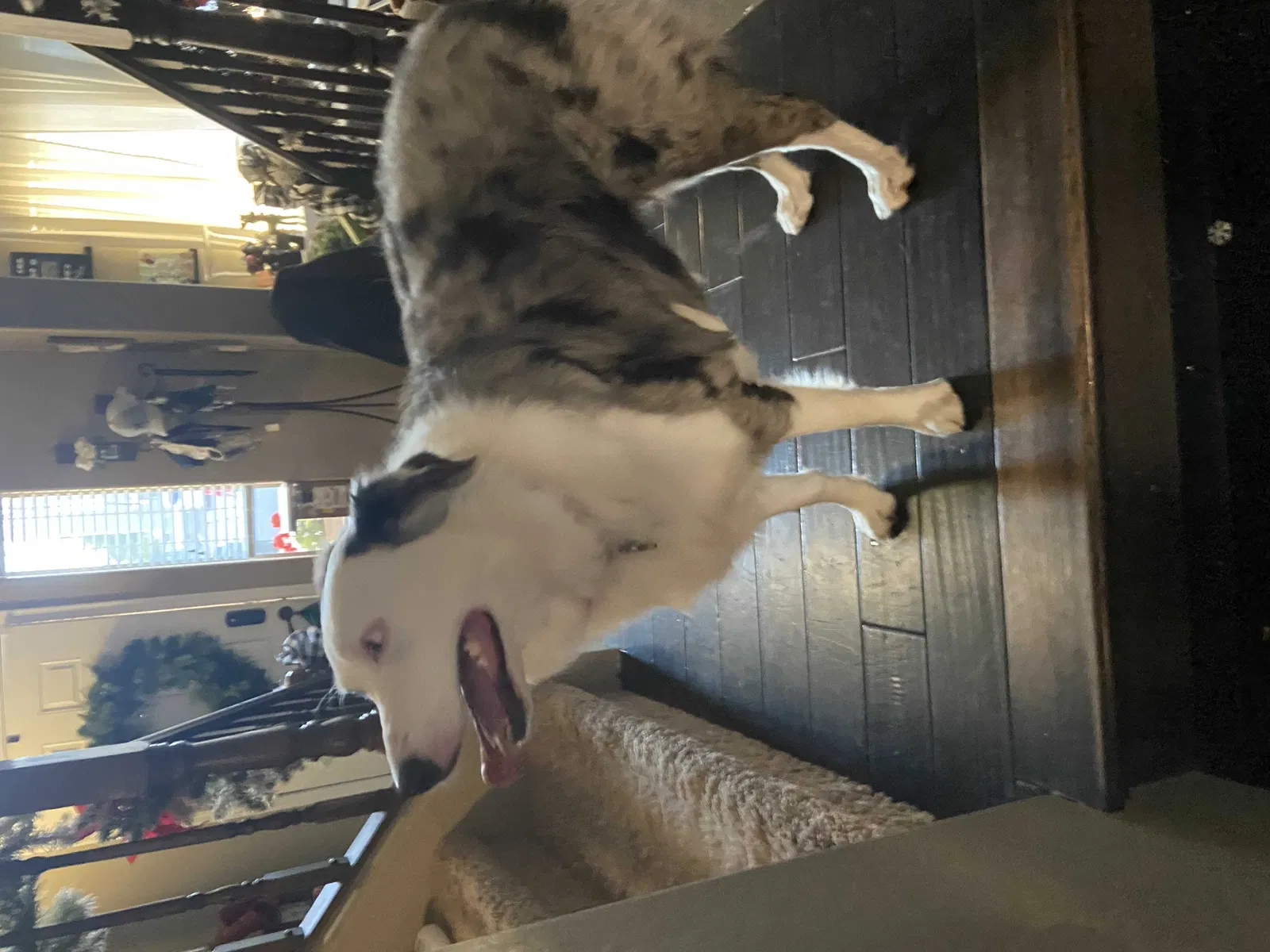 Lost dog in Surprise, AZ, 85388