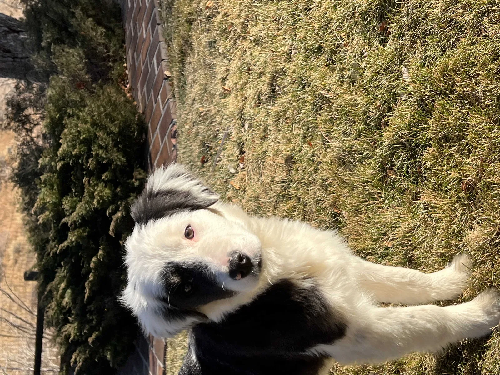 Lost dog in Denver, CO, 80227