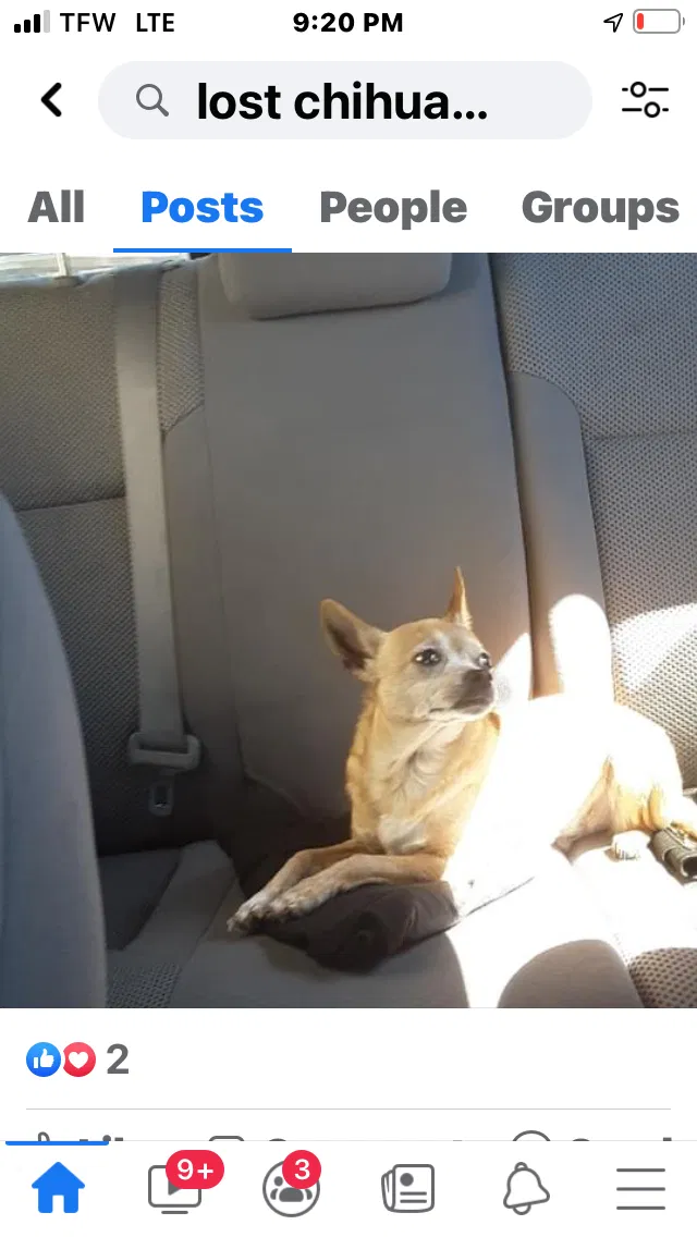 Lost dog in Fresno, CA, 93721