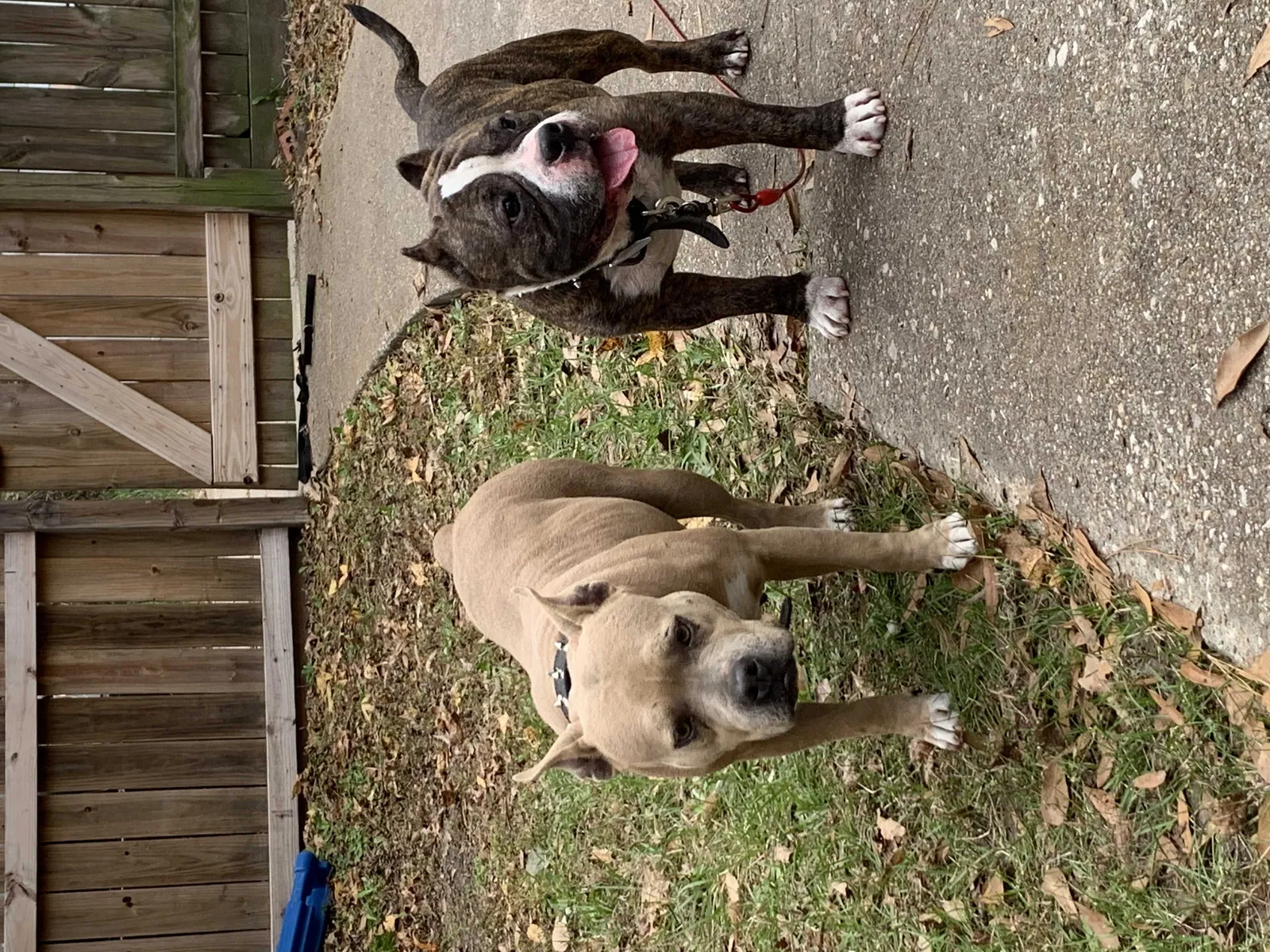 Lost dog in Conroe, TX, 77301
