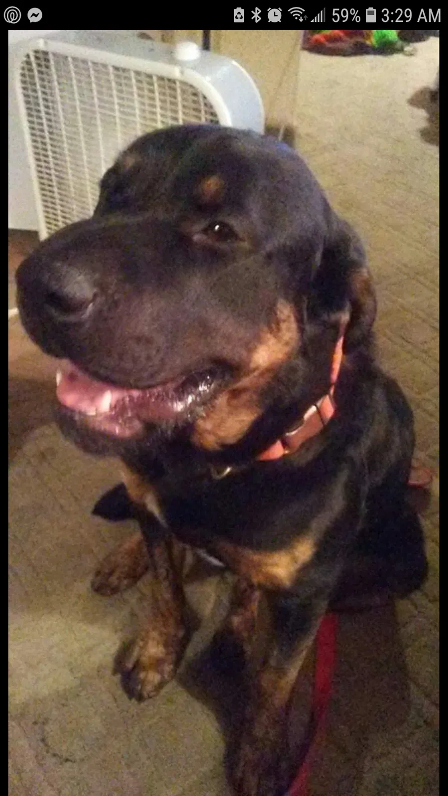 Lost dog in Pendleton, OR, 97801