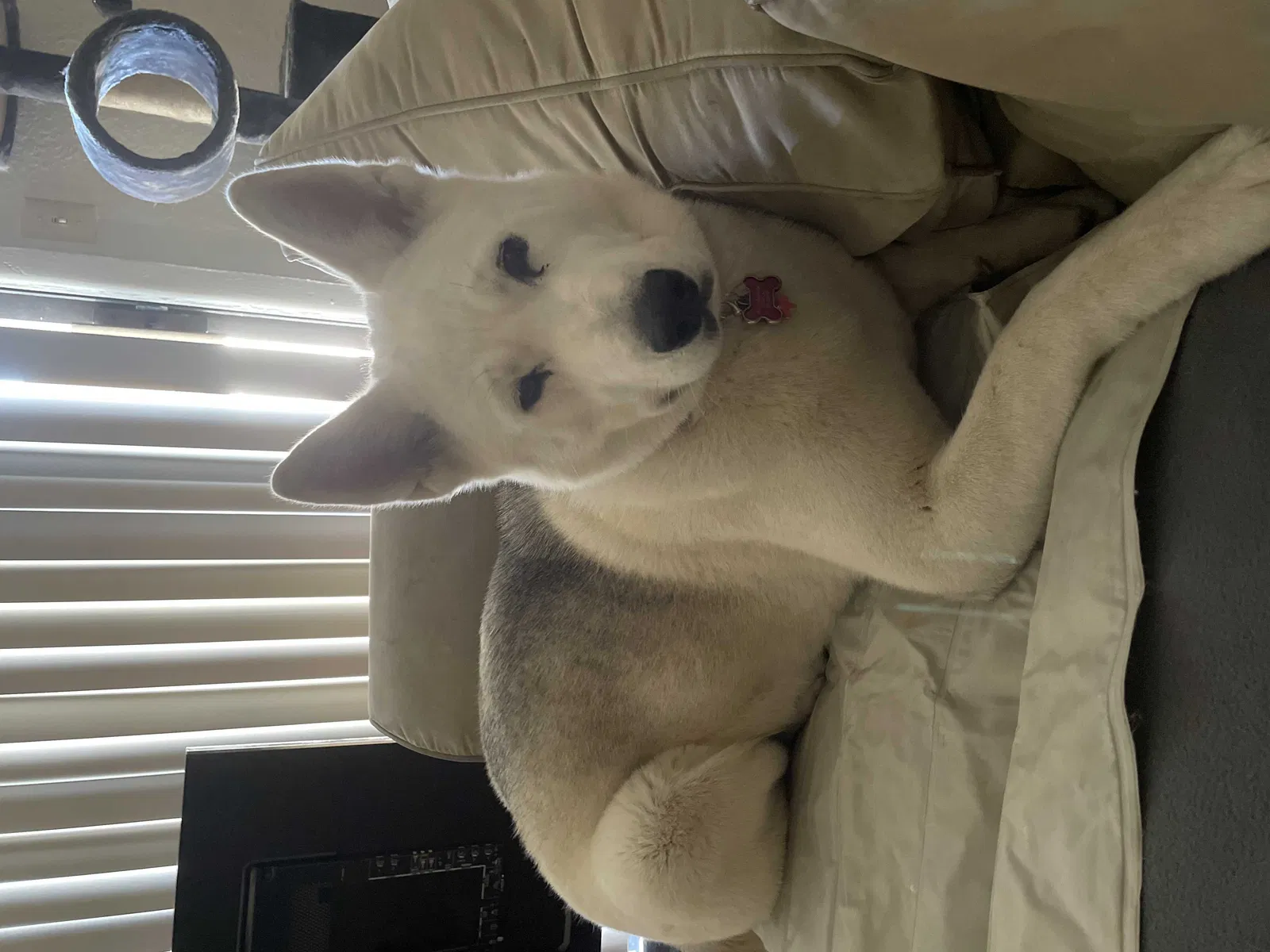 Lost dog in Tucson, AZ, 85742