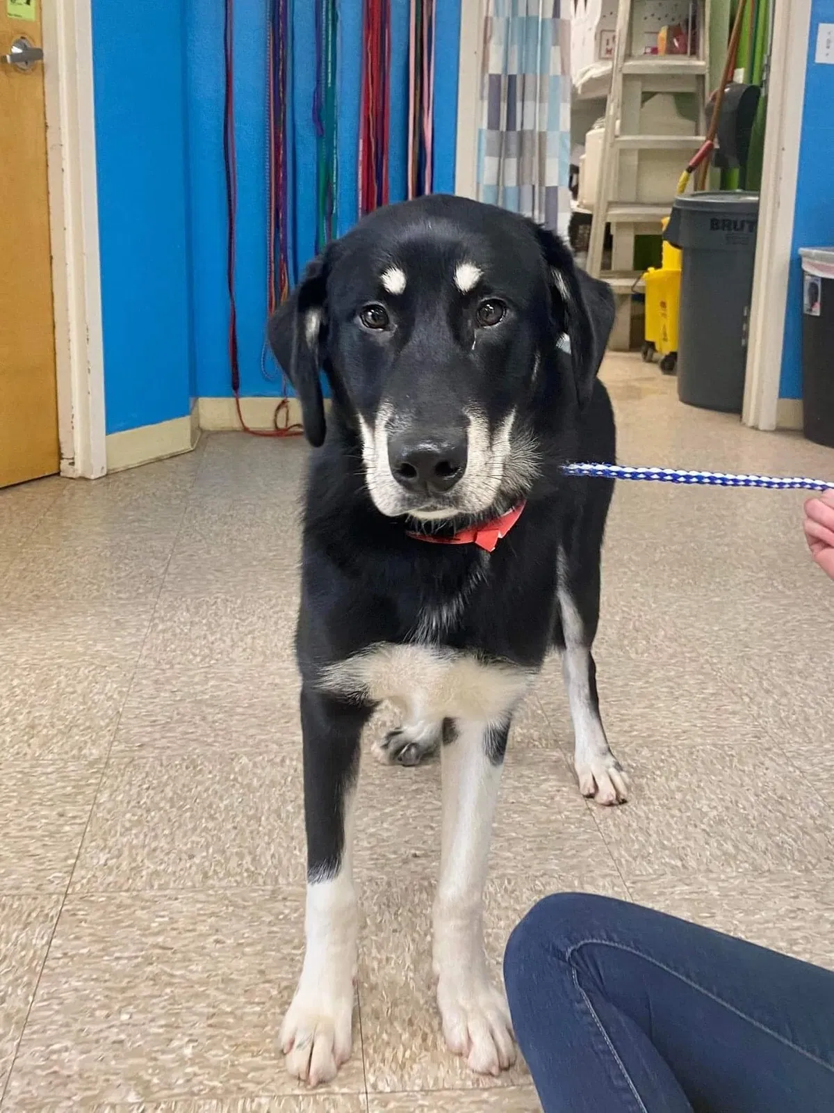 Lost dog in Norman, OK, 73071