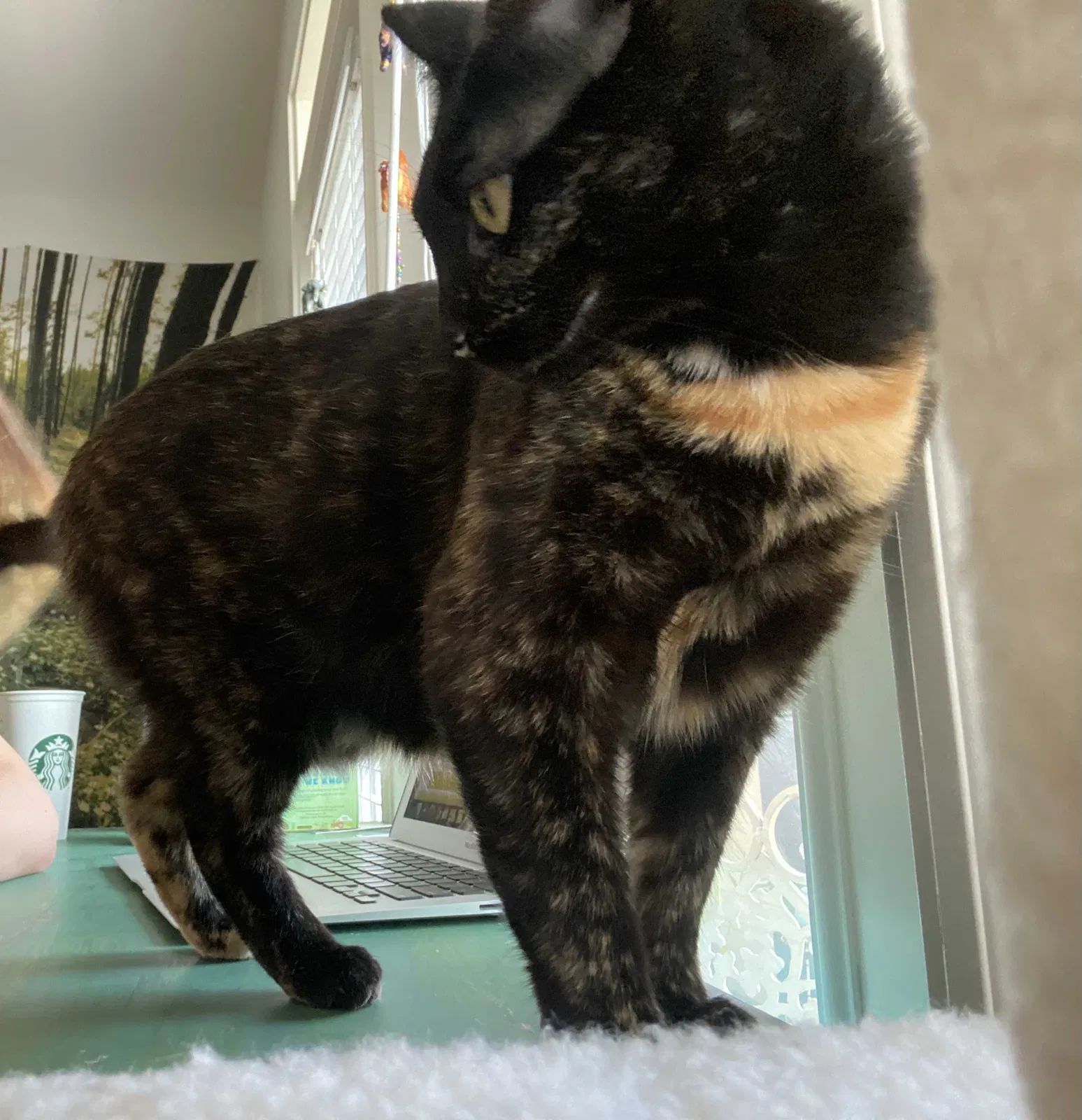 Lost cat in Austin, TX, 78733