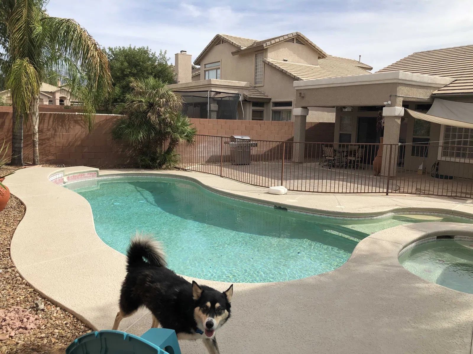 Lost dog in Tucson, AZ, 85737