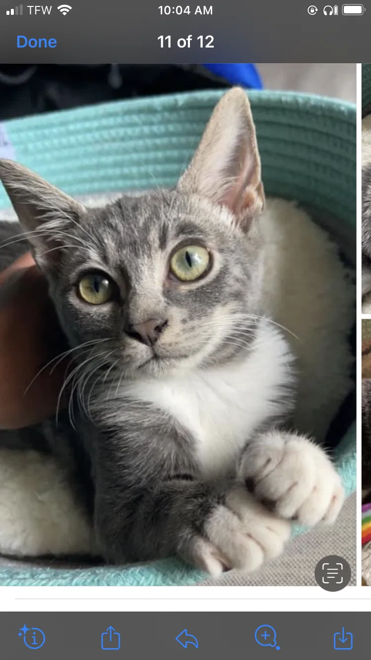 Lost cat in Tulsa, OK, 74136