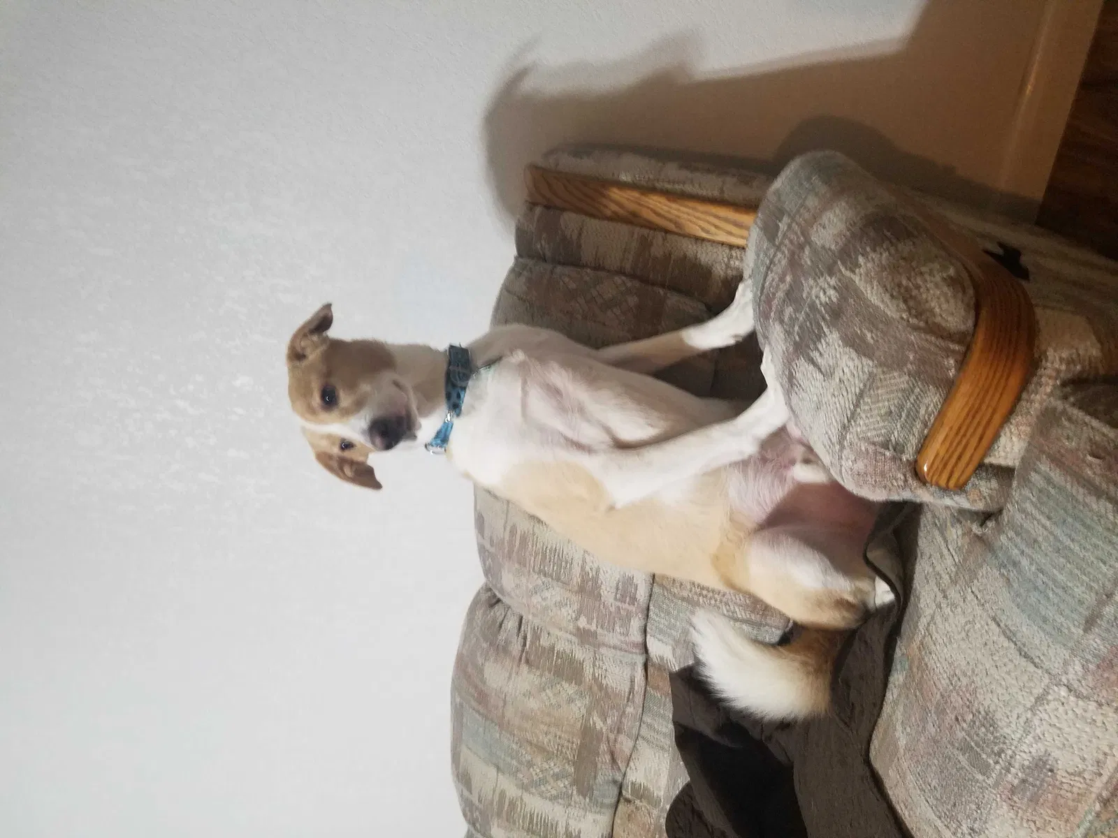 Lost dog in Houston, TX, 77015