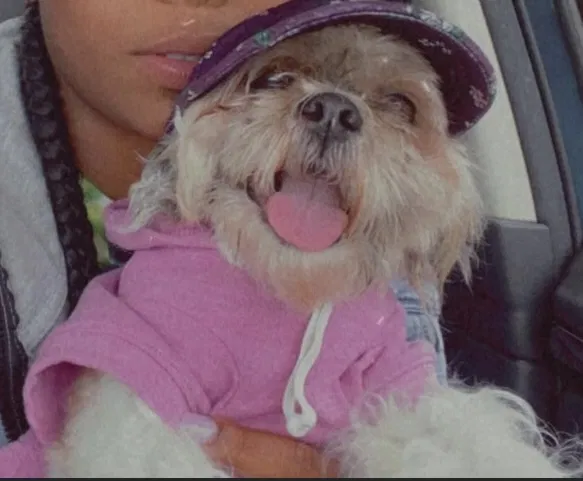 Lost dog in Woodside, NY, 11377