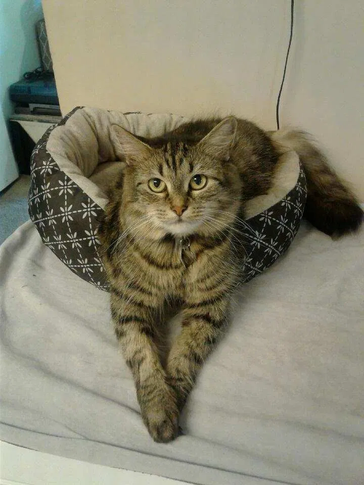 Lost cat in Bowling Green, KY, 42101