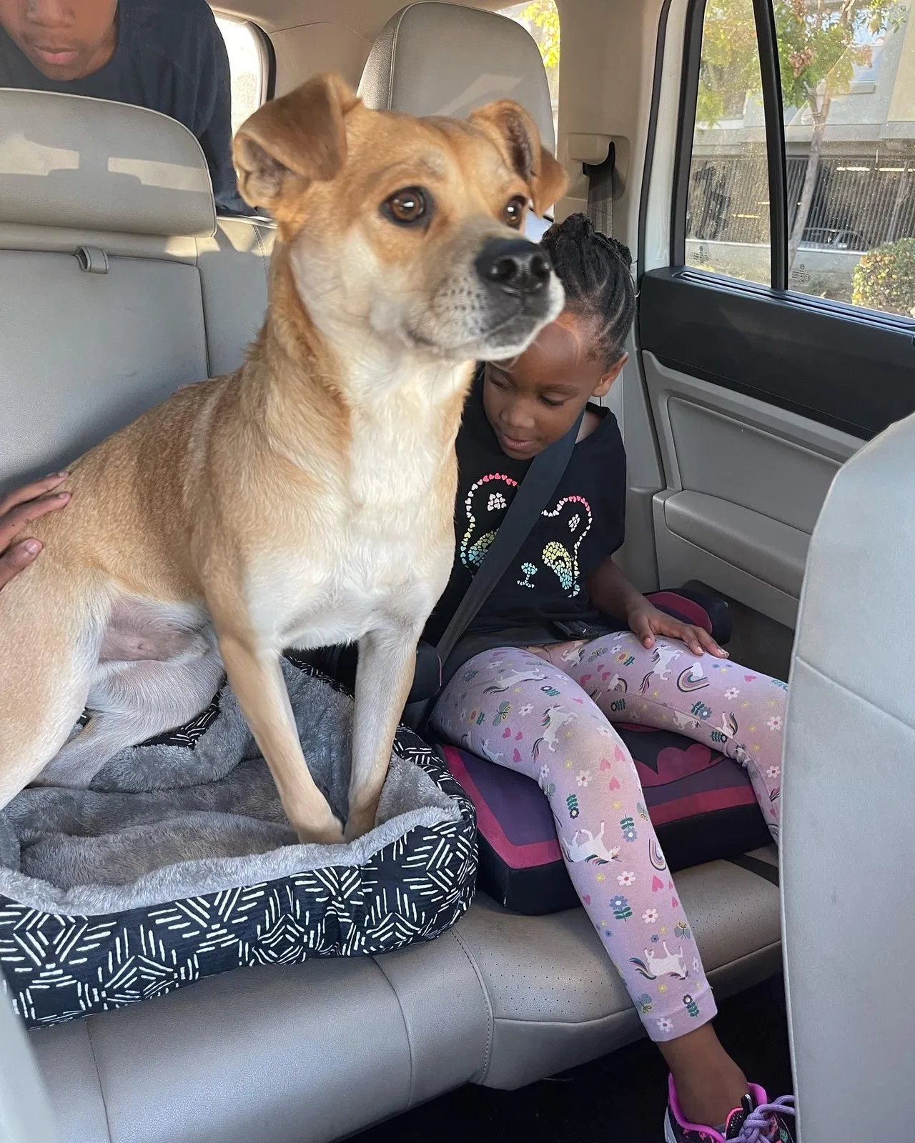 Lost dog in San Marcos, CA, 92078