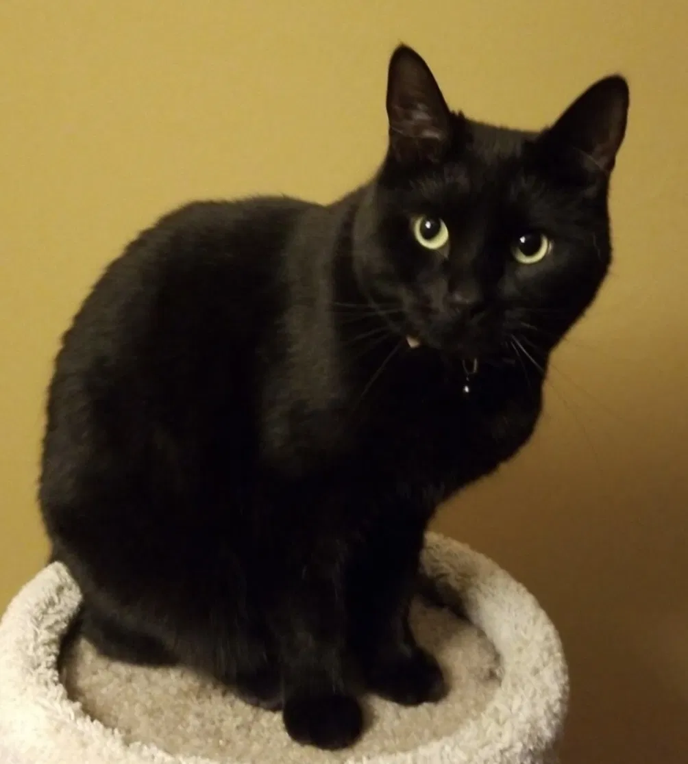 Lost cat in Centerville, MA, 2632