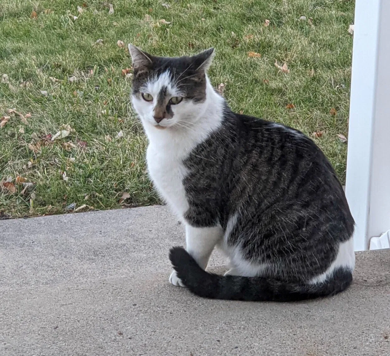 Lost cat in West Des Moines, IA, 50265