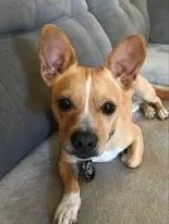 Lost dog in Fremont, CA, 94536