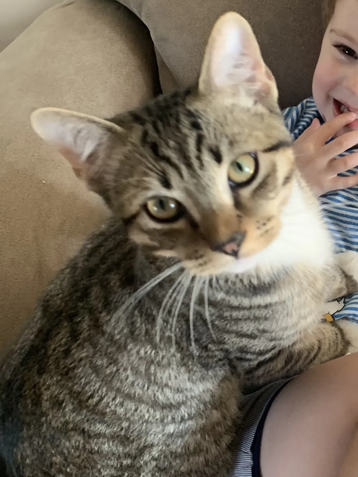 Lost cat in Escondido, CA, 92027