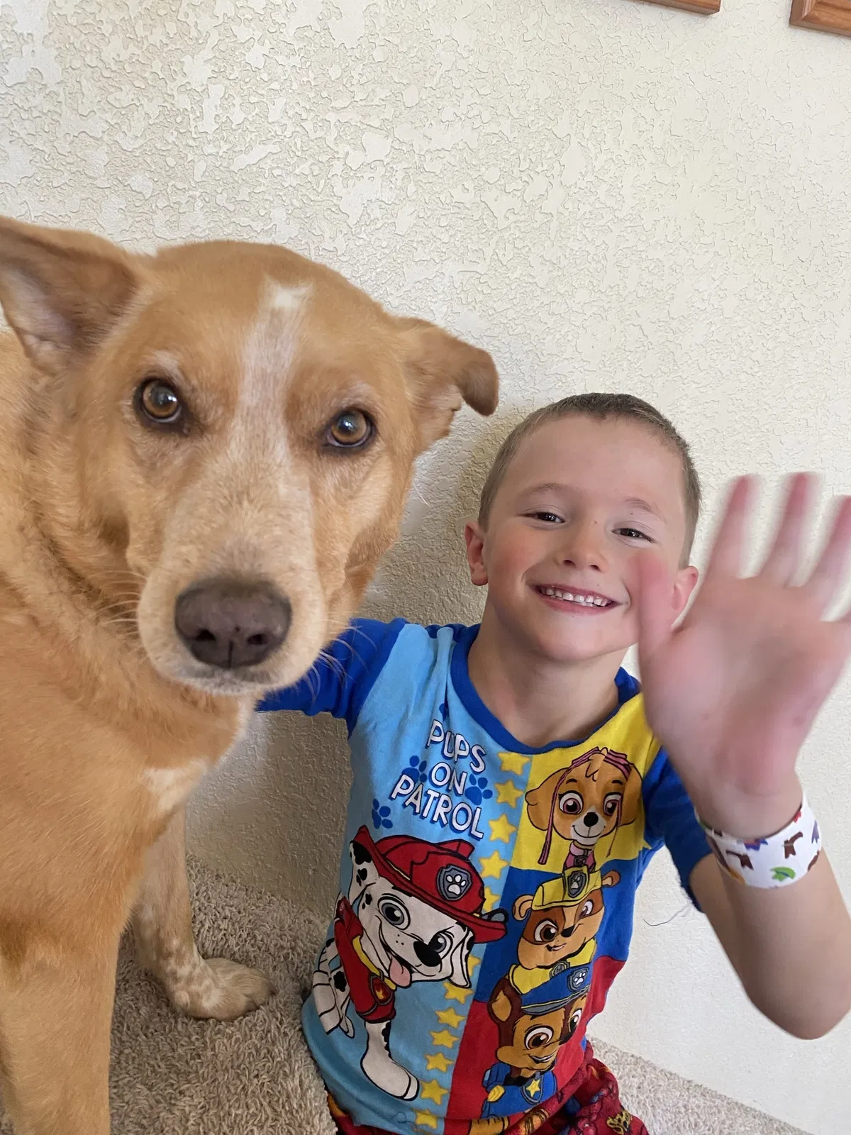 Lost dog in Denver, CO, 80231