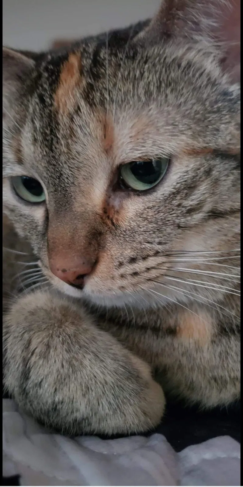 Lost cat in Hobe Sound, FL, 33455