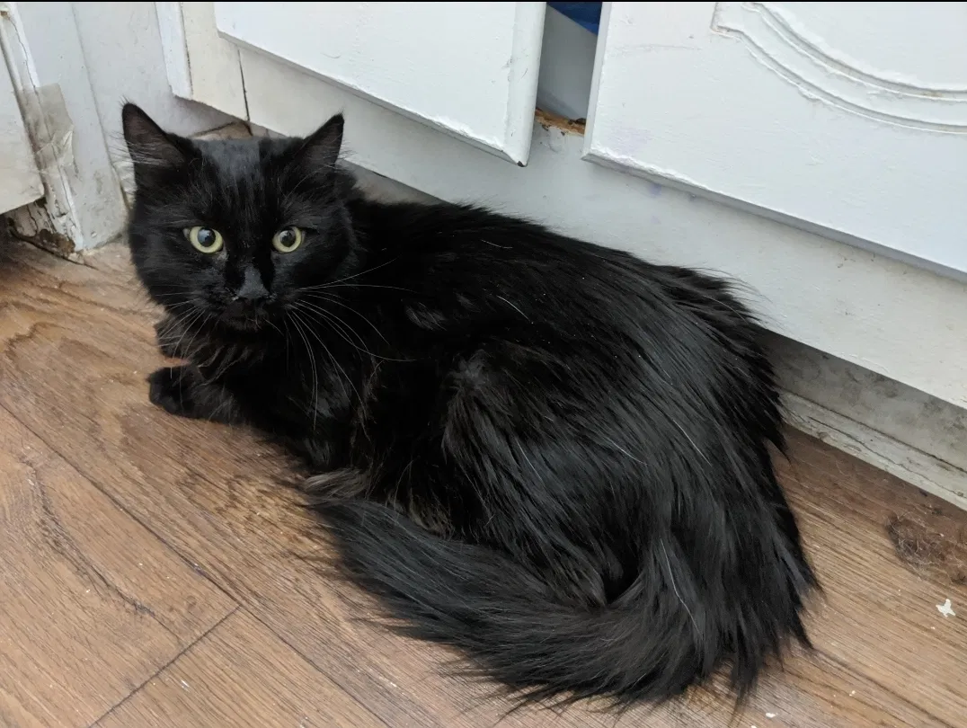 Lost cat in Glendale, AZ, 85303