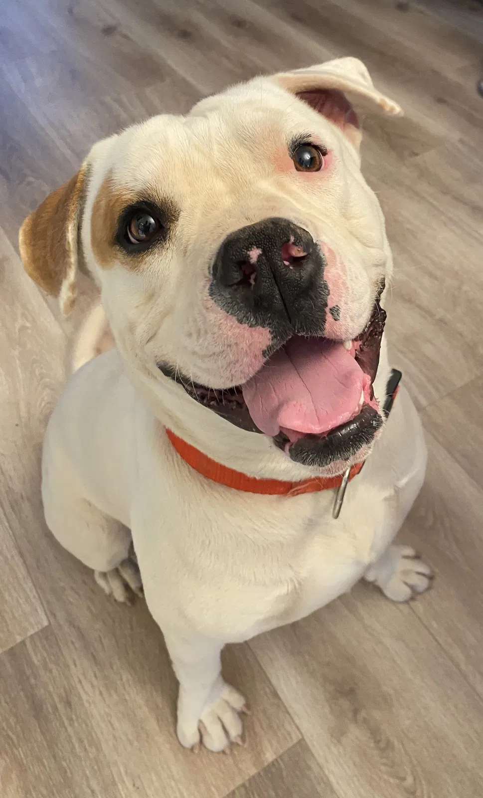 Lost dog in Henderson, NV, 89015