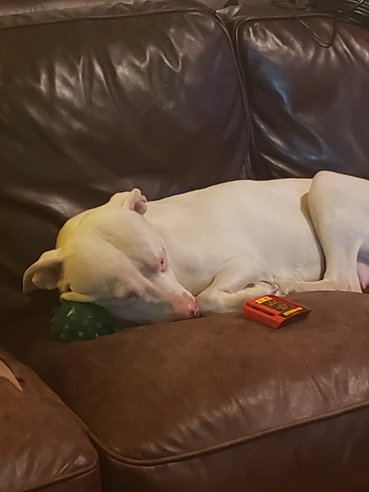 Lost dog in Minneapolis, MN, 55430