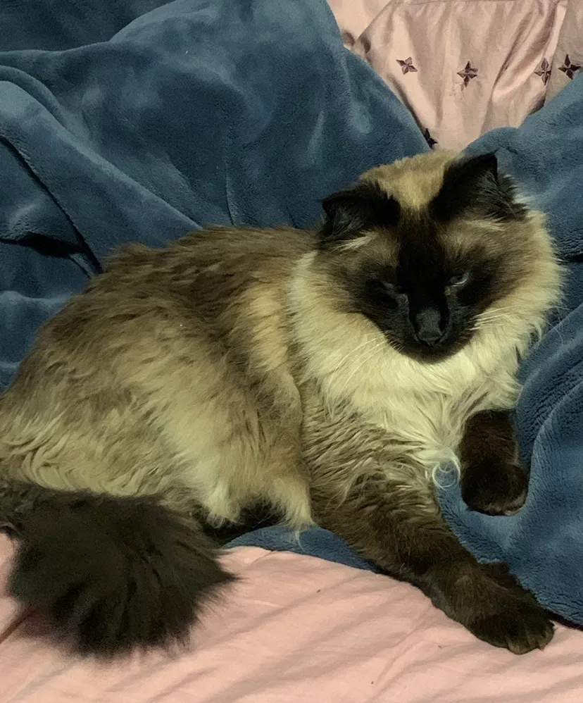 Lost cat in Dallas, TX, 75214