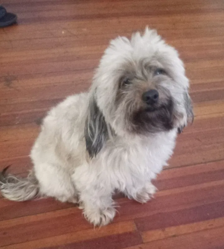 Lost dog in Hartford, CT, 6114