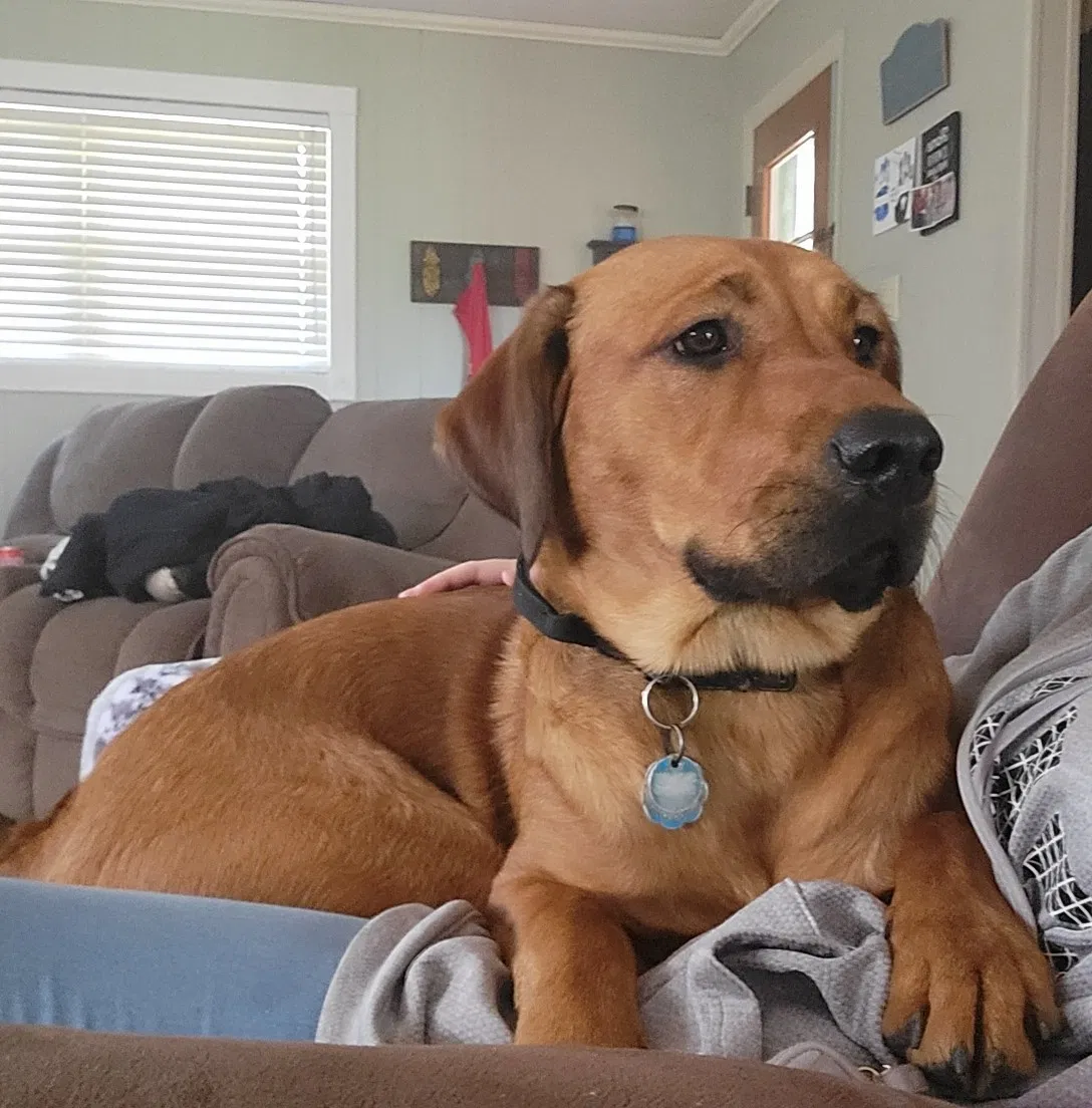 Lost dog in Daviston, AL, 36256