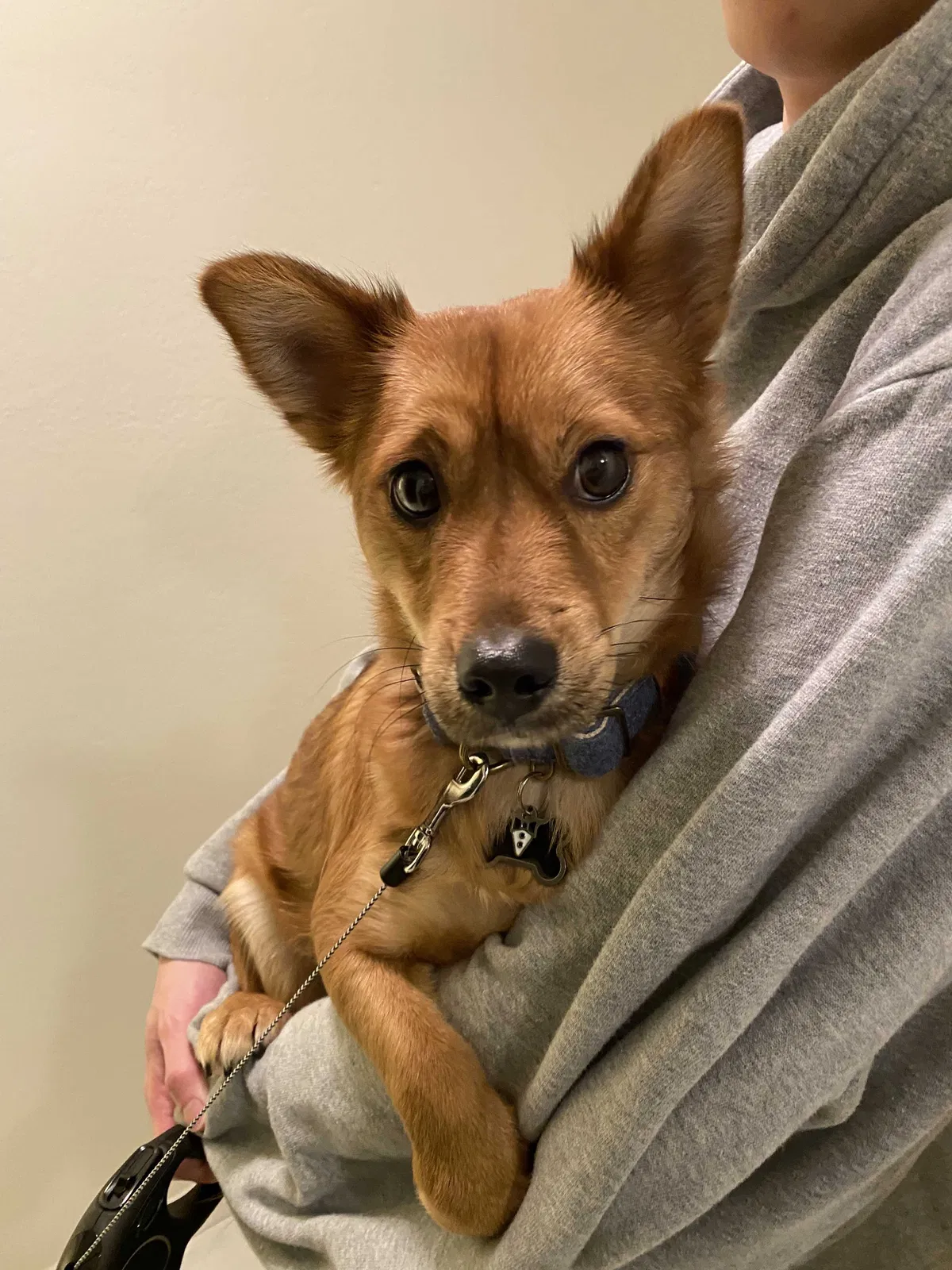 Lost dog in San Mateo, CA, 94404