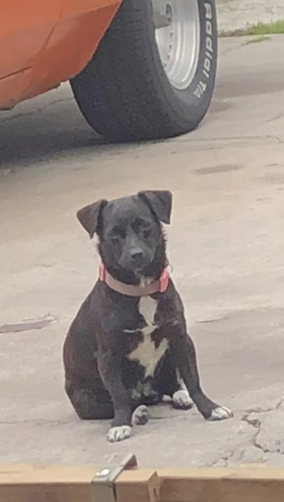 Lost dog in Fontana, CA, 92335