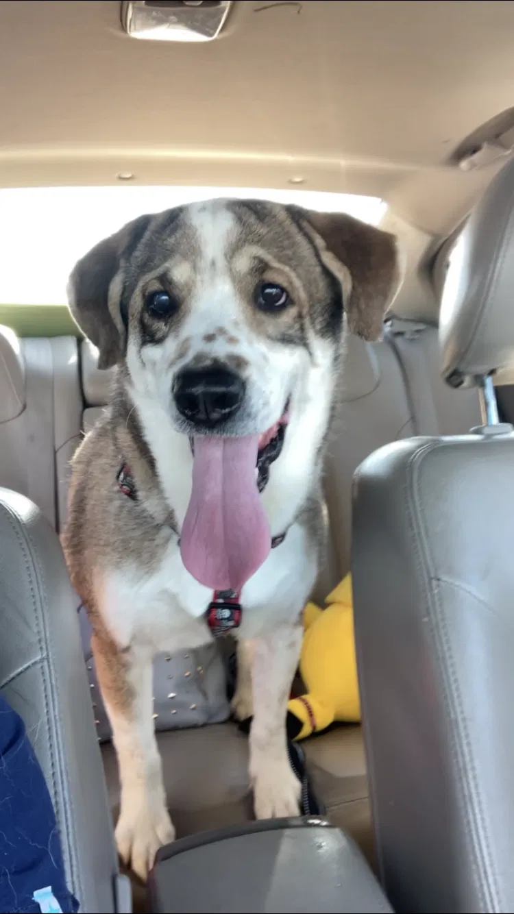Lost dog in Goodyear, AZ, 85338