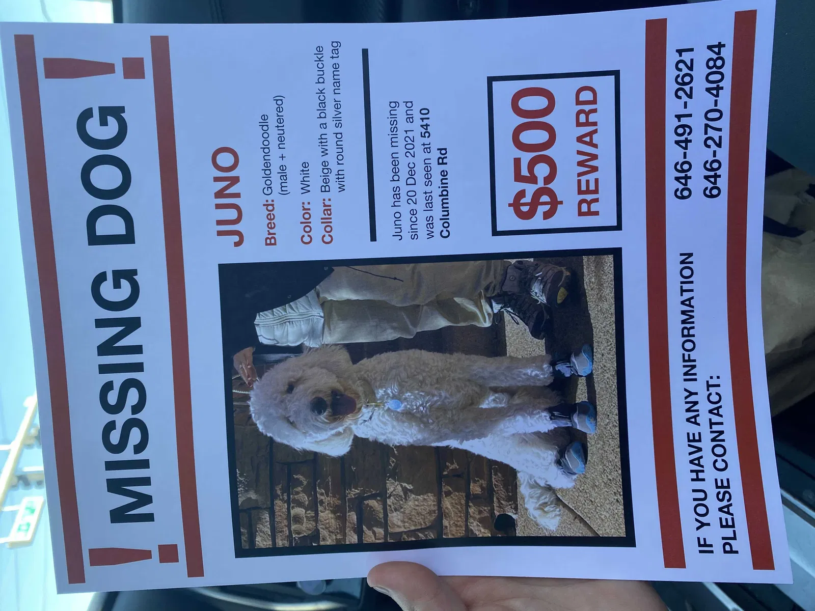Lost dog in Denver, CO, 80211