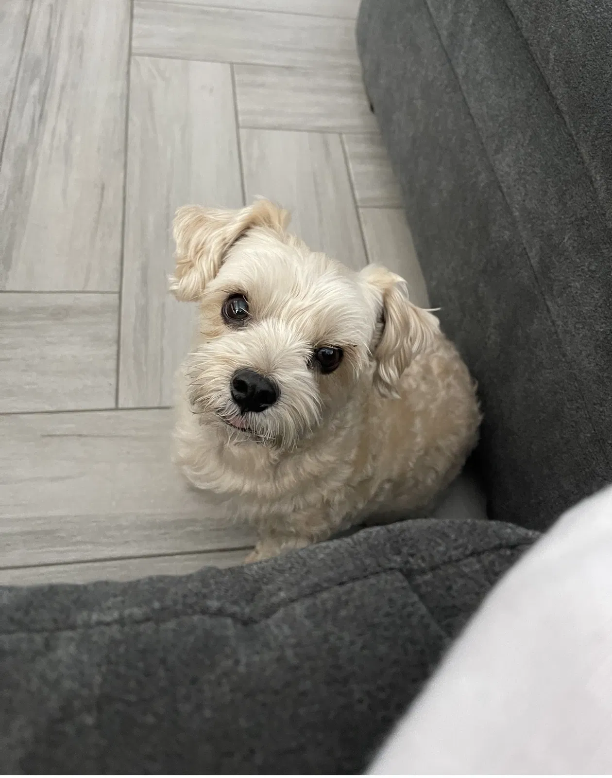 Lost dog in Phoenix, AZ, 85009