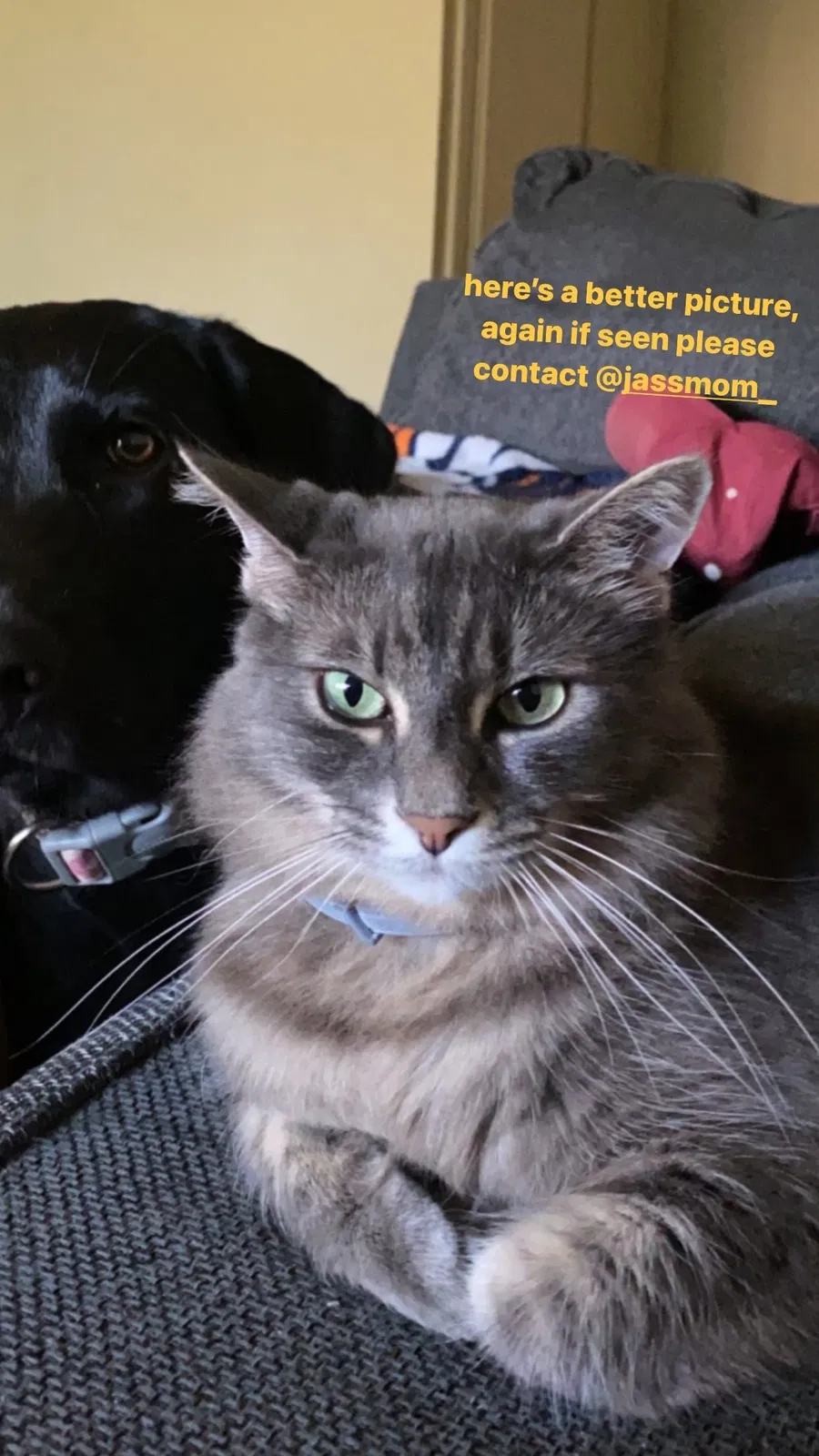 Lost cat in Oxnard, CA, 93036