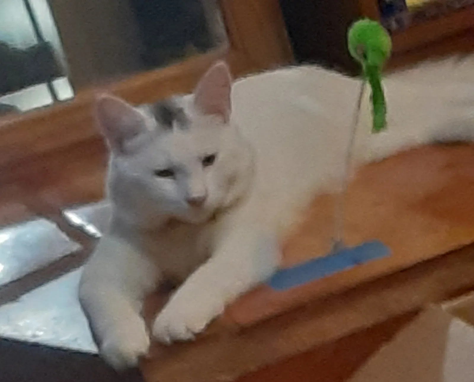 Lost cat in Allentown, PA, 18103