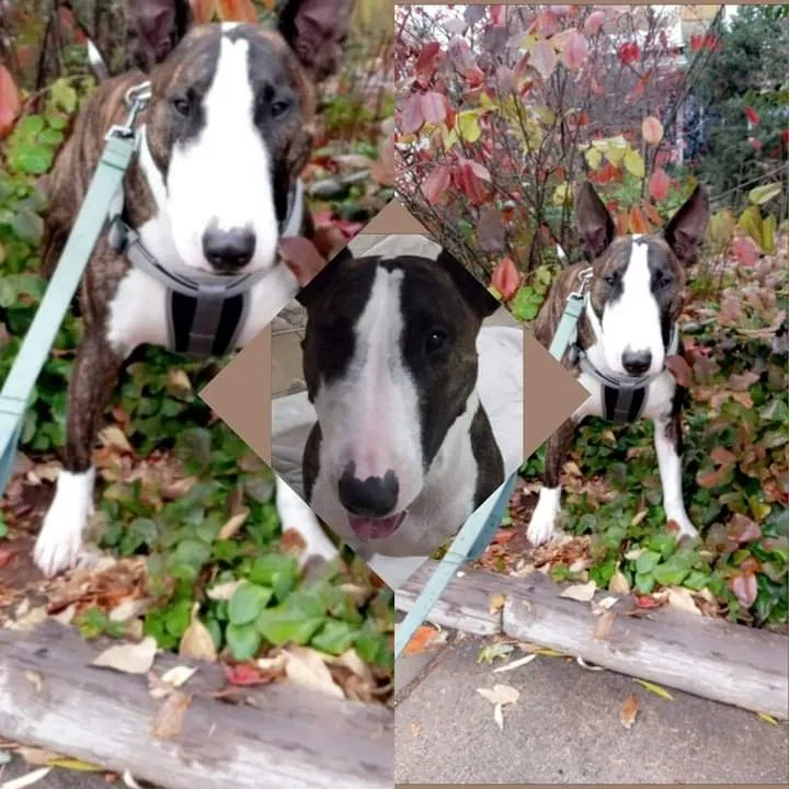 Lost dog in Denver, CO, 80210