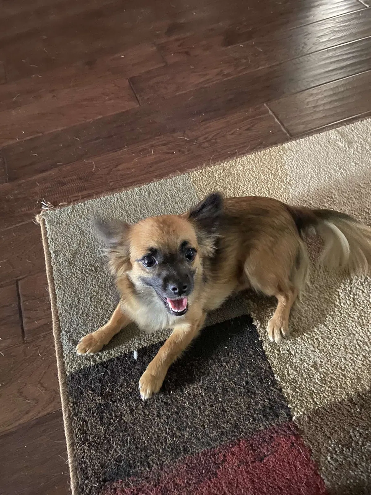 Lost dog in San Antonio, TX, 78245
