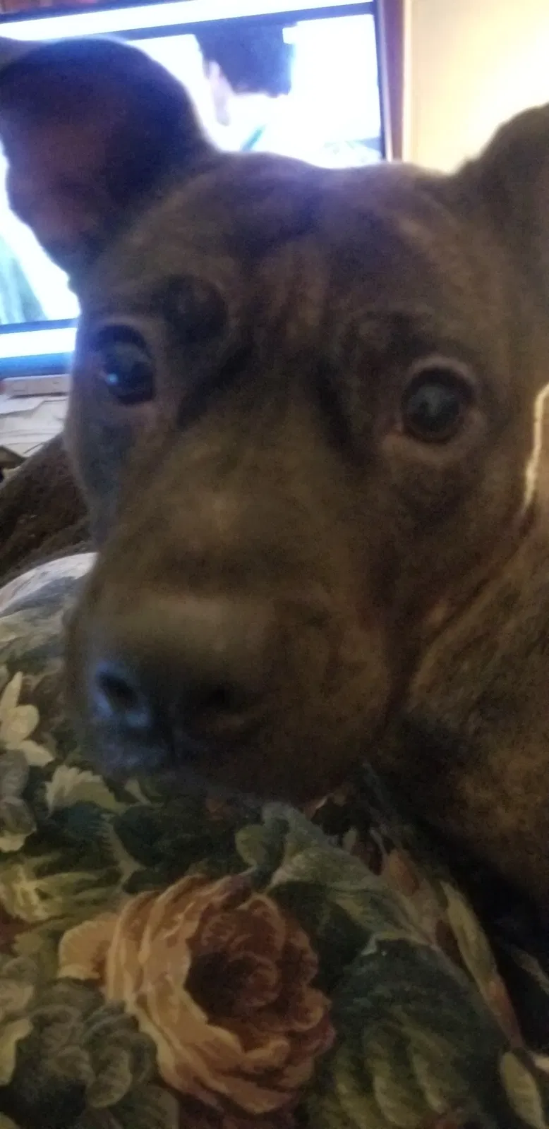 Lost dog in Flint, MI, 48505