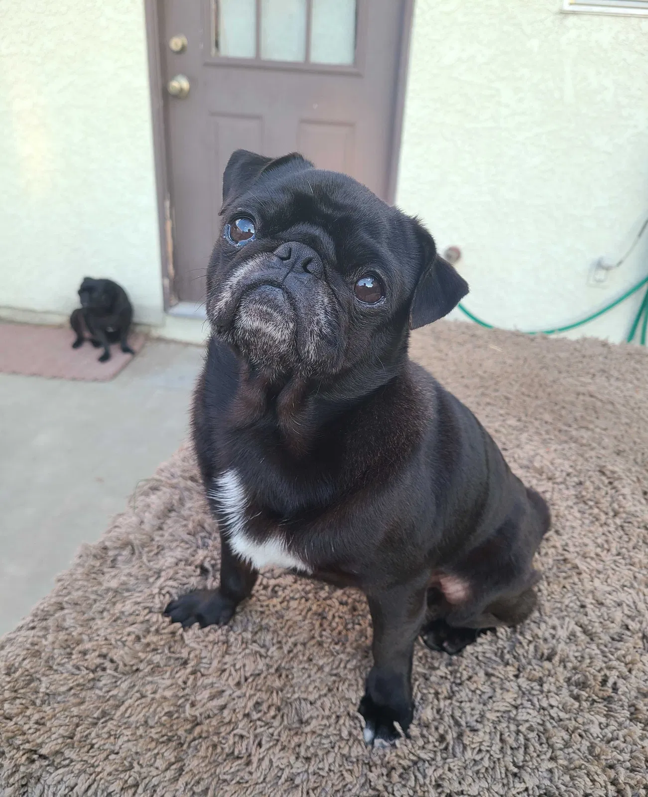 Lost dog in Carson, CA, 90745