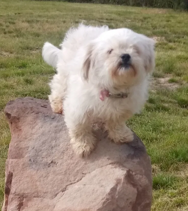 Lost dog in Biscoe, NC, 27209