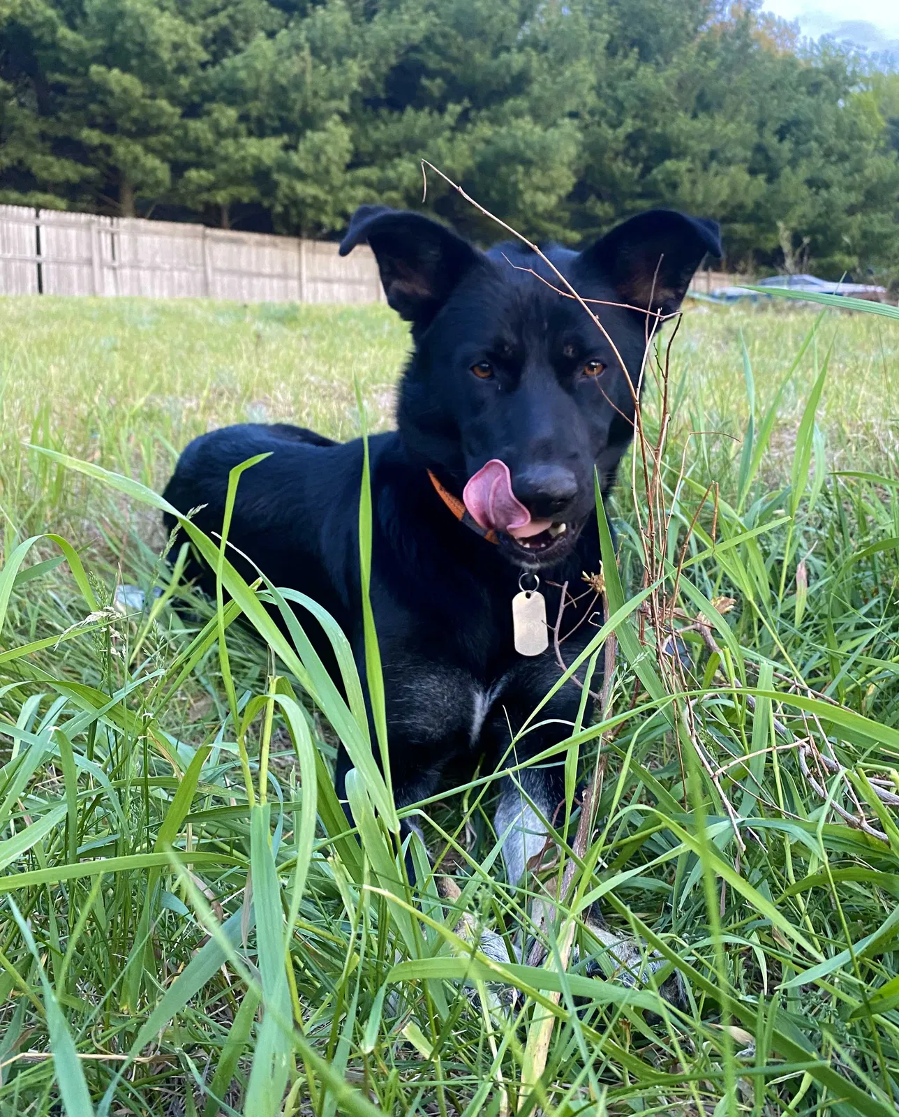 Lost dog in Sand Lake, MI, 49343