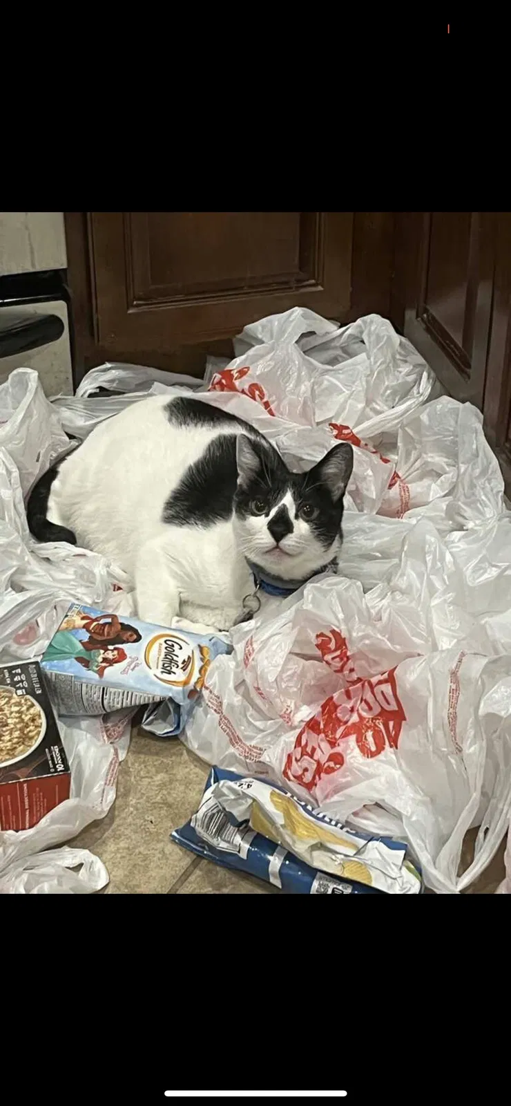 Lost cat in Pearland, TX, 77581