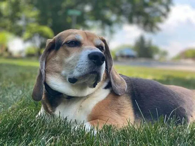 Lost dog in Marion, IN, 46953