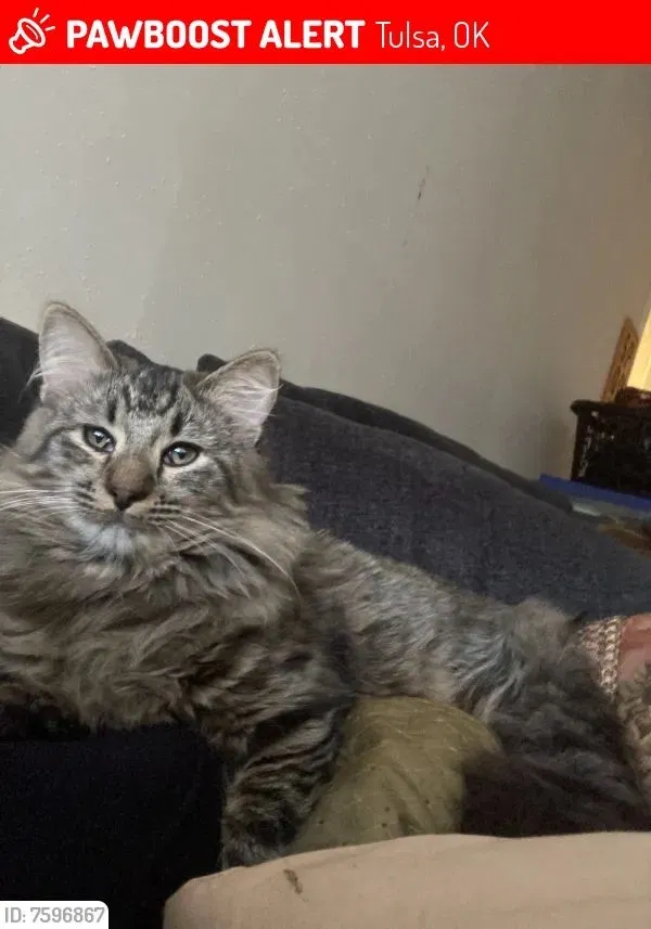 Lost cat in Tulsa, OK, 74112