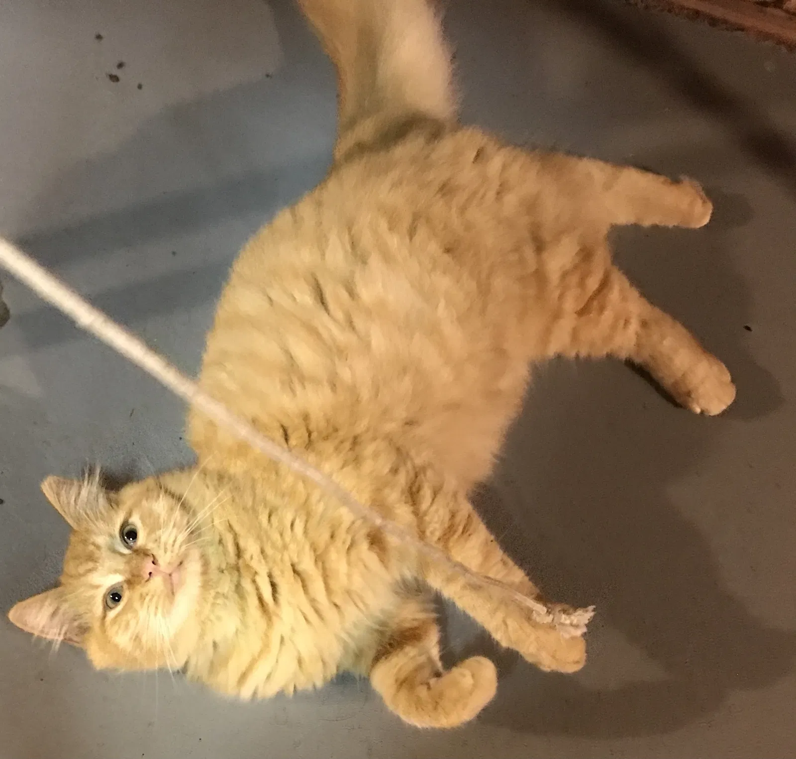 Lost cat in Houston, TX, 77055