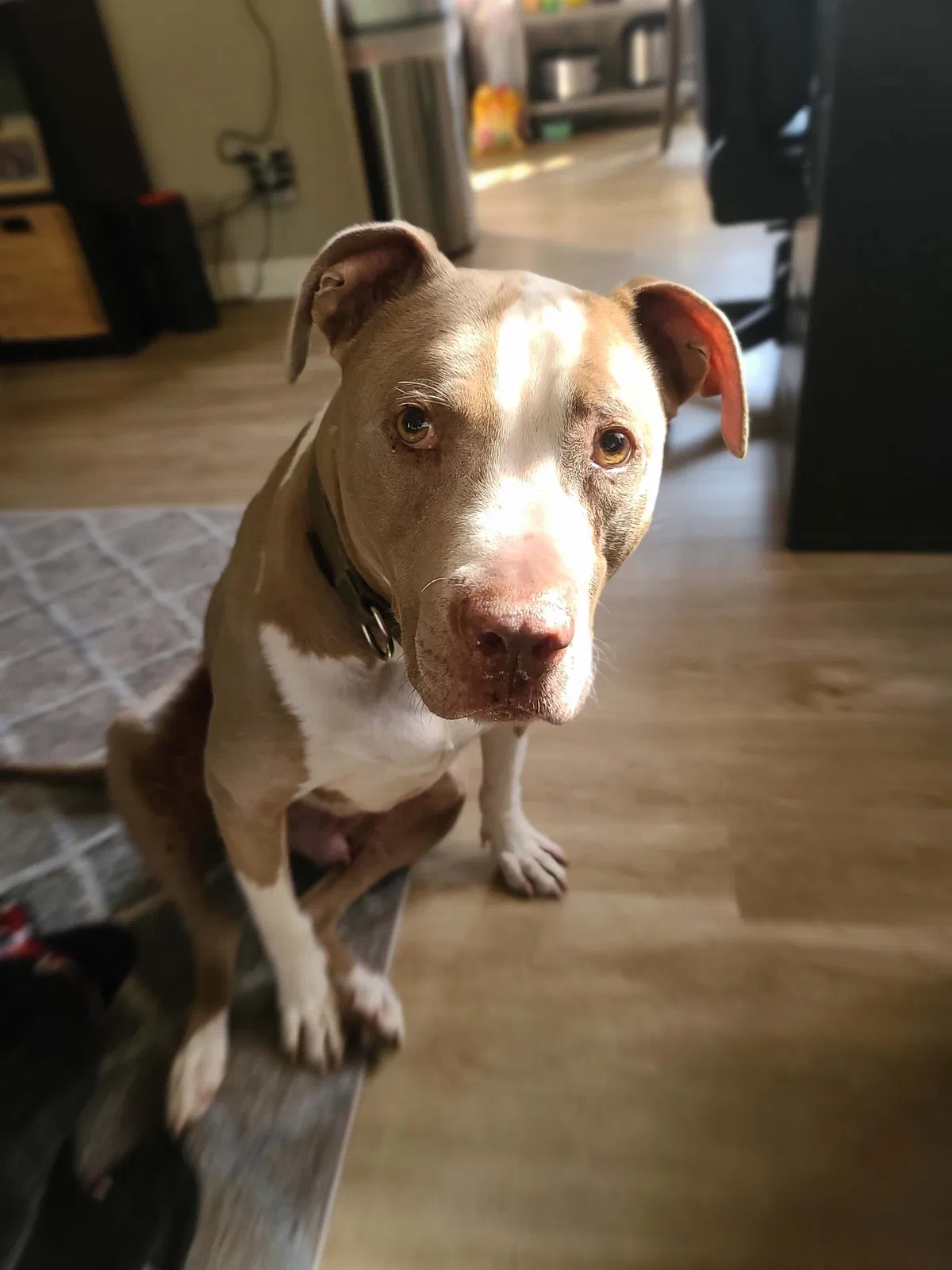 Lost dog in Montebello, CA, 90640