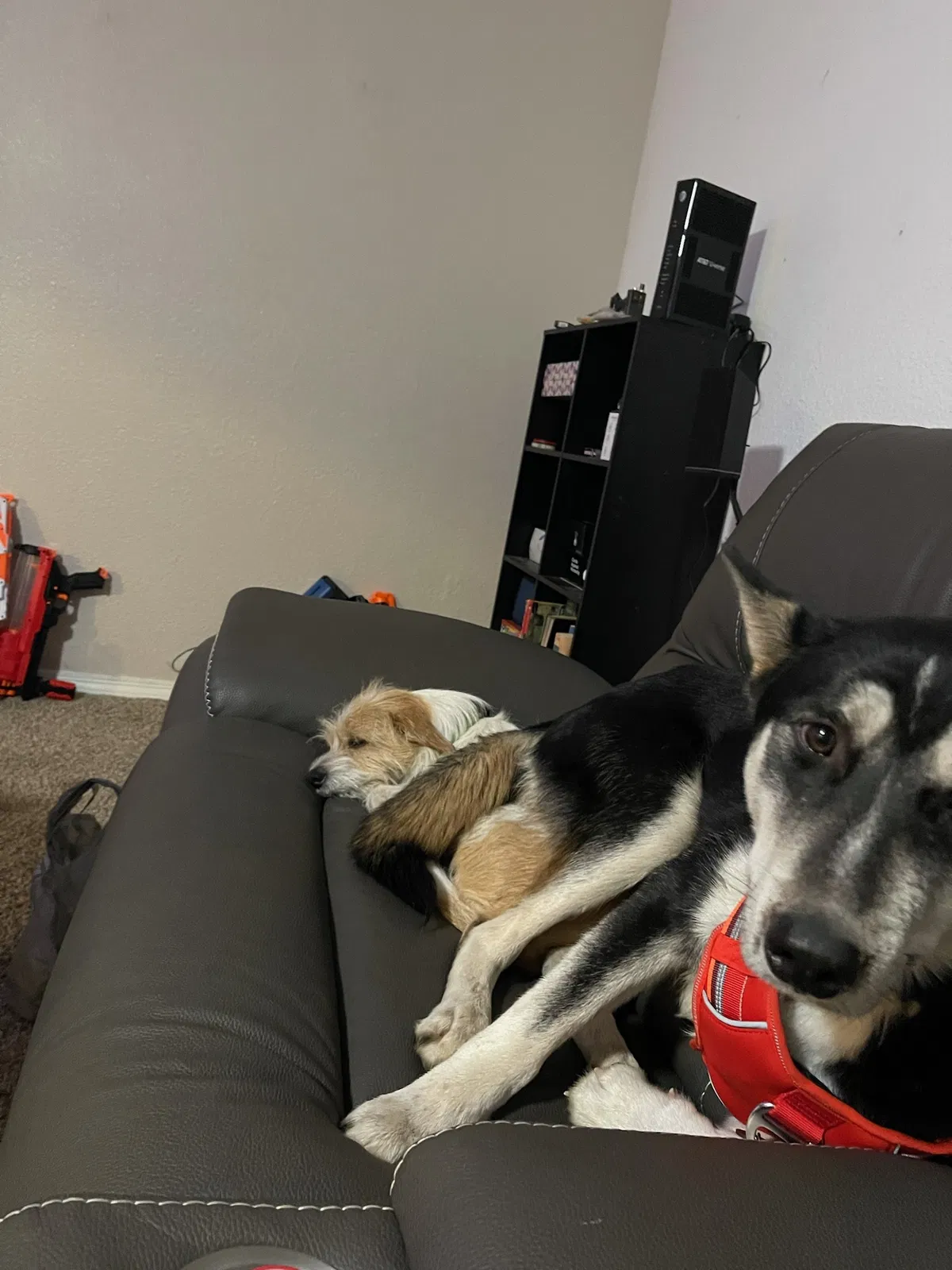 Lost dog in Gridley, CA, 95948