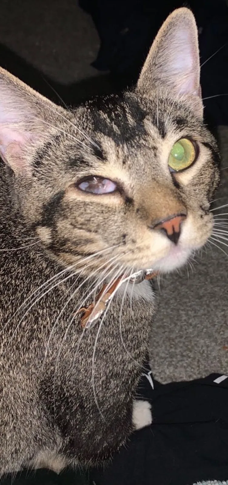 Lost cat in Chandler, AZ, 85225