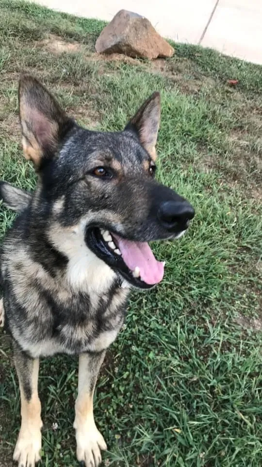 Lost dog in Huntersville, NC, 28078