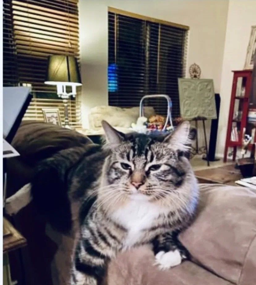 Lost cat in Peoria, AZ, 85382