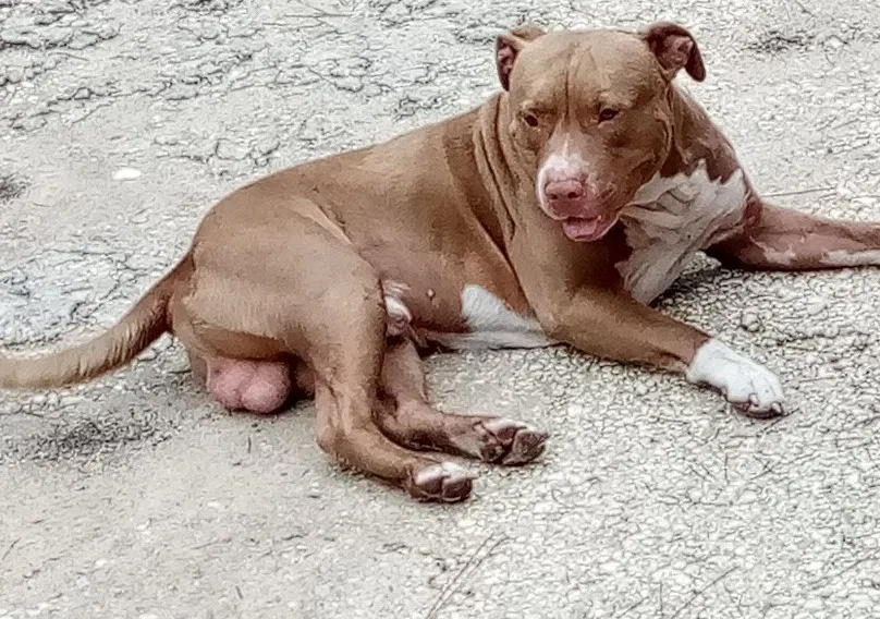 Lost dog in Bayou La Batre, AL, 36509
