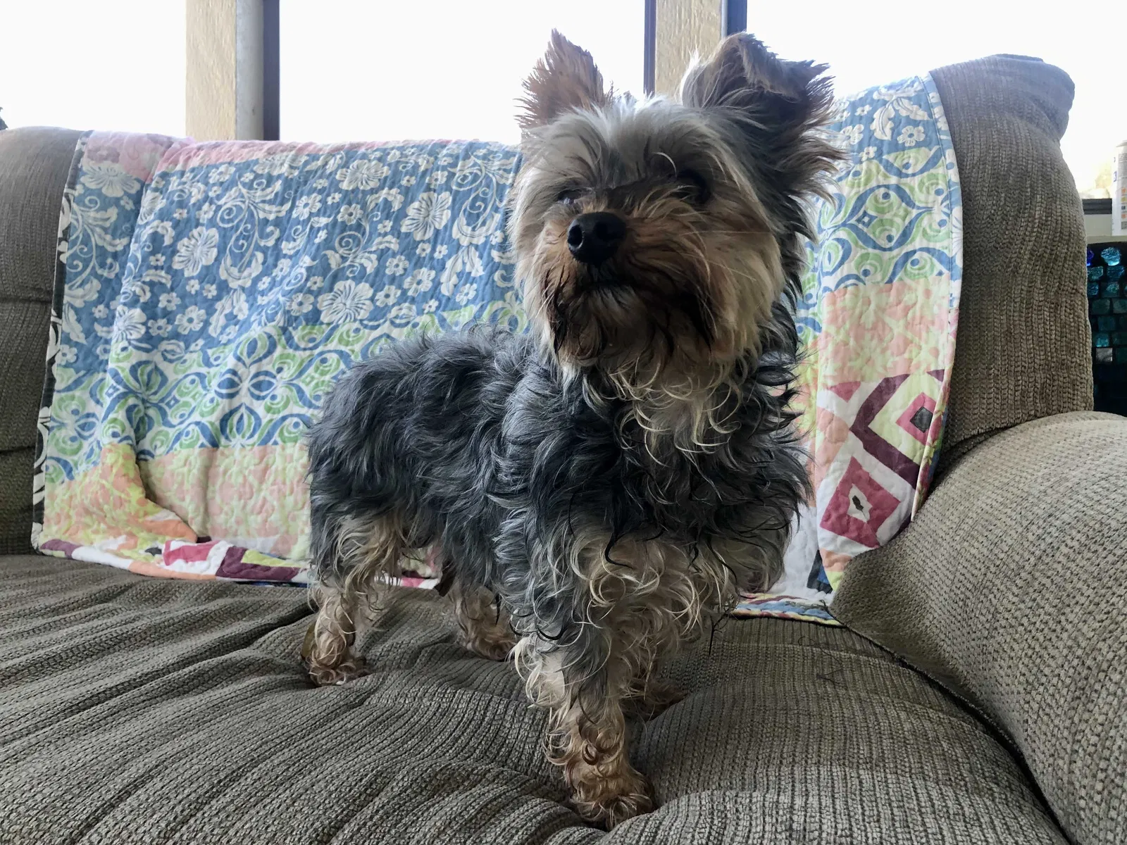 Found dog in Indianapolis, IN, 46229